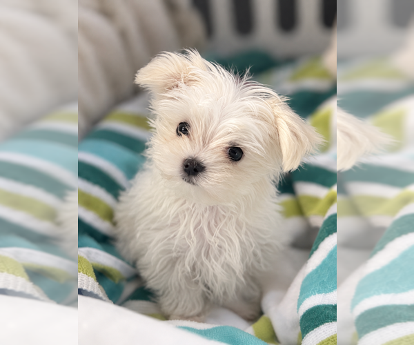 Medium Photo #5  Breeder Profile in BRANDON, MS, USA
