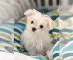 Small #4 Breeder Profile image