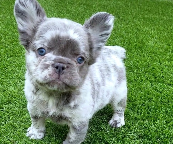 Medium Photo #38  Breeder Profile in LAS VEGAS, NV, USA