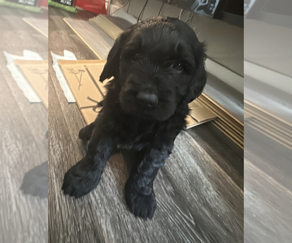 Medium Photo #1  Breeder Profile in BREA, CA, USA