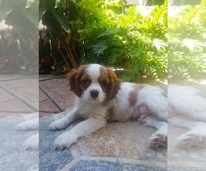 Cavalier King Charles Spaniel Dog Breeder near SAN DIEGO, CA, USA