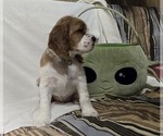 Small #9 Breeder Profile image