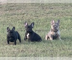 Small #21 Breeder Profile image
