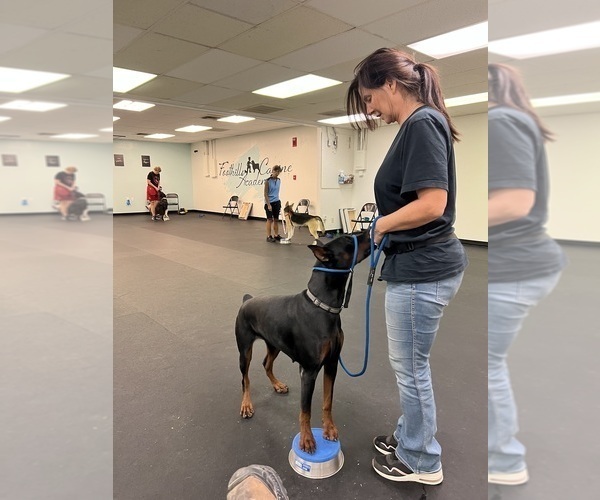 Medium Photo #5  Breeder Profile in PHOENIX, AZ, USA