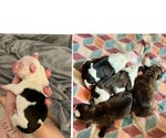 Small breeder photo