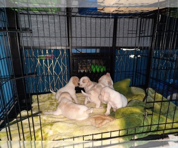 Medium Photo #1  Breeder Profile in SILVERLAKE, WA, USA