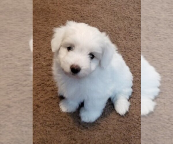 Medium Photo #1  Breeder Profile in SALT LAKE CITY, UT, USA