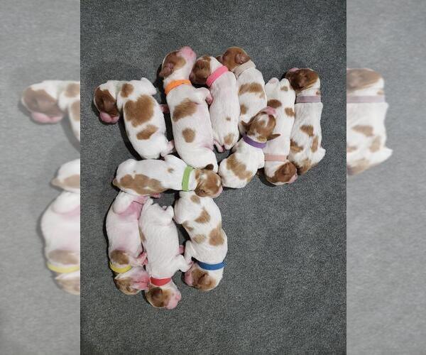 Medium Photo #10  Breeder Profile in MONTROSE, CO, USA