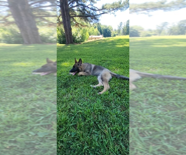 Medium Photo #23  Breeder Profile in HUMBOLDT, TN, USA