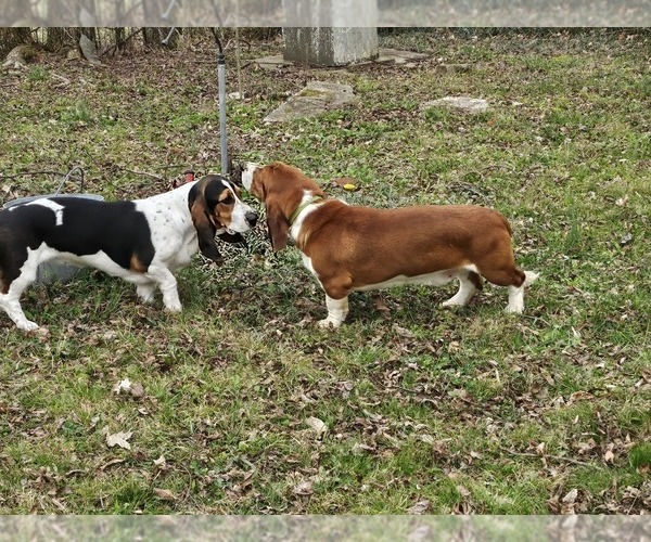 Medium Photo #1  Breeder Profile in BYHALIA, MS, USA