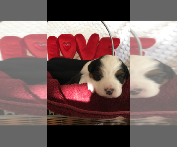 Medium Photo #1  Breeder Profile in ORANGE, CA, USA