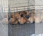 Small breeder photo