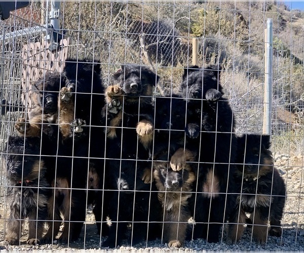 Medium Photo #119  Breeder Profile in PINON HILLS, CA, USA