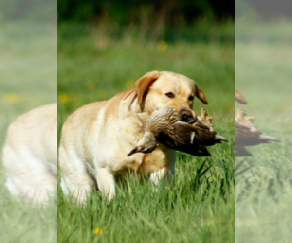 Medium Photo #1  Breeder Profile in SANFORD, CO, USA