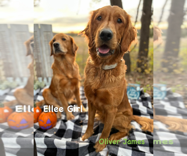 Medium Photo #1  Breeder Profile in MORA, MN, USA