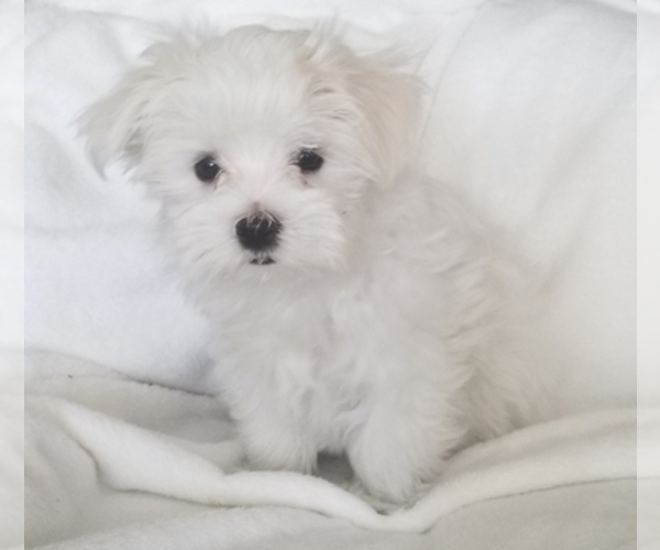 Medium Photo #1  Breeder Profile in HAGERSTOWN, MD, USA