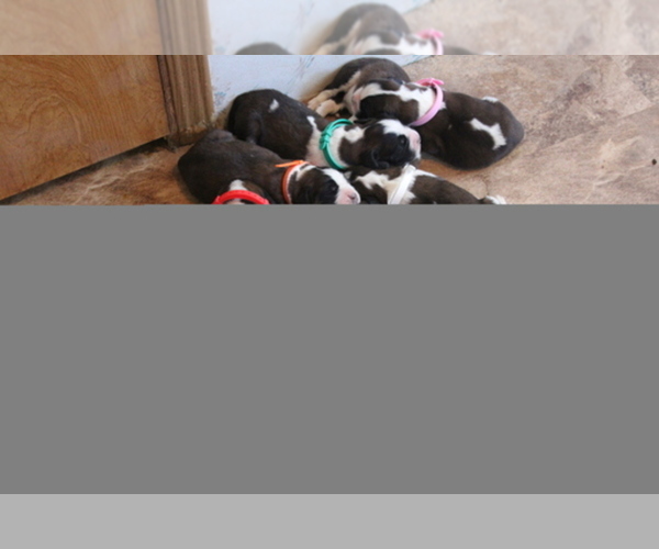 Medium Photo #1  Breeder Profile in MACEDONIA, IL, USA