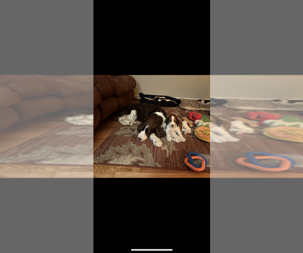 Medium Photo #1  Breeder Profile in CHATTANOOGA, TN, USA