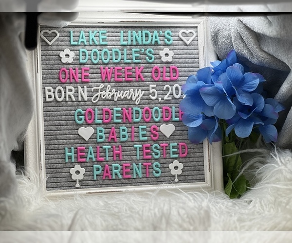Medium Photo #33  Breeder Profile in HAMPSTEAD, NC, USA