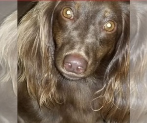 Dachshund Dog Breeder in YALE,  USA