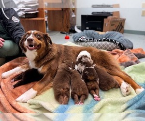 Australian Shepherd Dog Breeder near OAK RIDGE, MO, USA