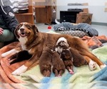 Small breeder photo