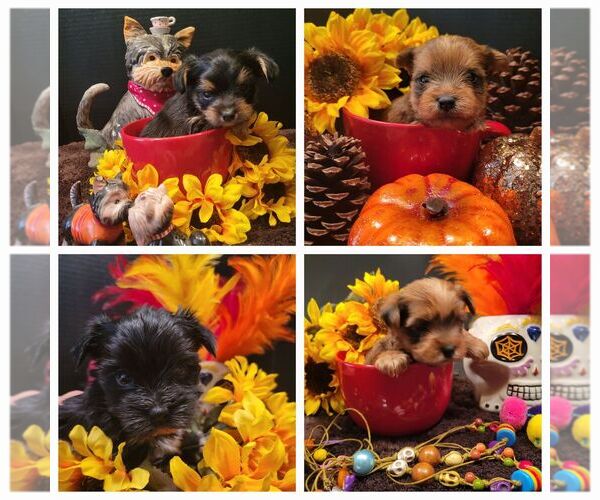 Medium Photo #5  Breeder Profile in KATY, TX, USA