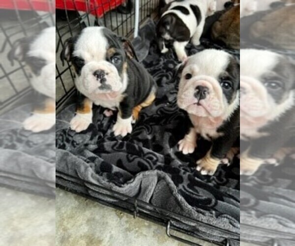 Medium Photo #1  Breeder Profile in WAMEGO, KS, USA
