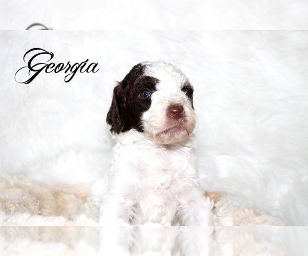 Medium Photo #1  Breeder Profile in DANVILLE, VA, USA