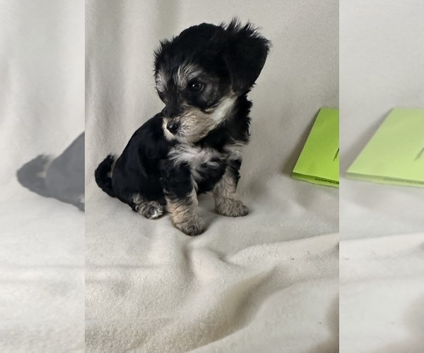 Medium Photo #11  Breeder Profile in ROCK HILL, SC, USA