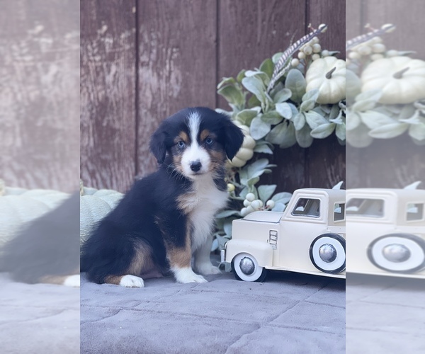 Medium Photo #1  Breeder Profile in ELGIN, OR, USA