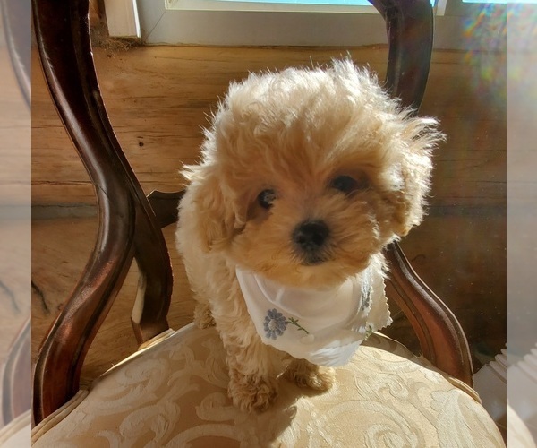 Medium Photo #1  Breeder Profile in NEW CONCORD, OH, USA
