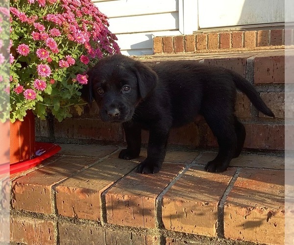 Medium Photo #2  Breeder Profile in PETERSBURG, TN, USA