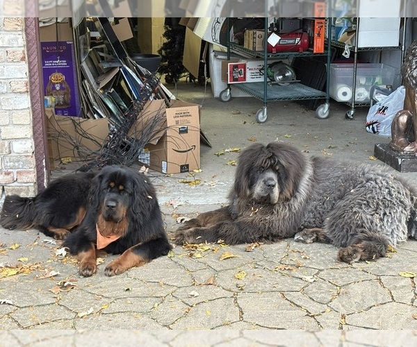 Medium Photo #1  Breeder Profile in LITTLE CANADA, MN, USA