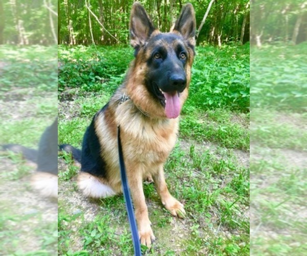 Medium Photo #1  Breeder Profile in WAXHAW, NC, USA