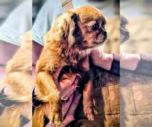 Medium Photo #14  Breeder Profile in WINLOCK, WA, USA