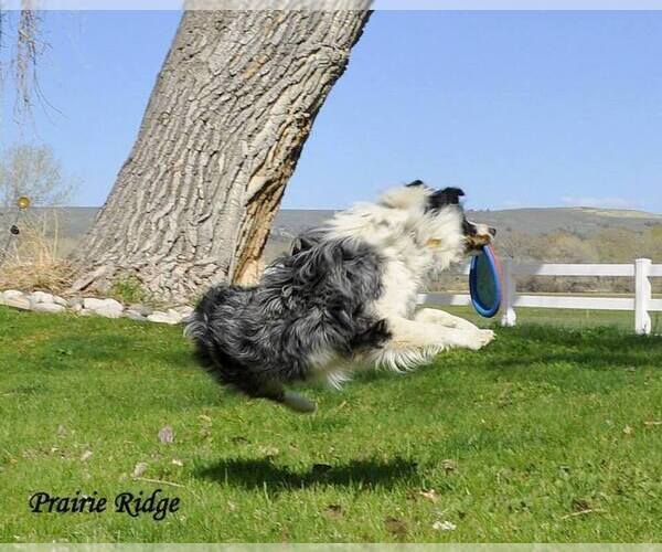 Medium Photo #1  Breeder Profile in BRIDGER, MT, USA