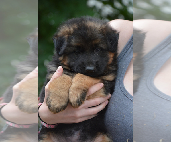 Medium Photo #3  Breeder Profile in NEWVILLE, PA, USA