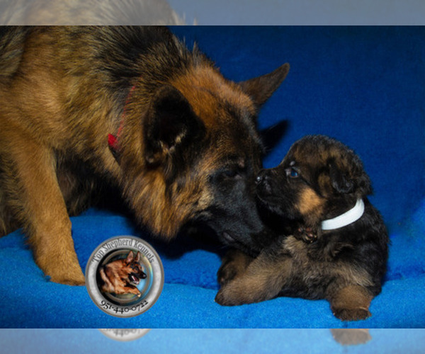 Medium Photo #1  Breeder Profile in CAMPTONVILLE, CA, USA