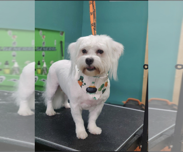 Medium Photo #10  Breeder Profile in ACWORTH, GA, USA
