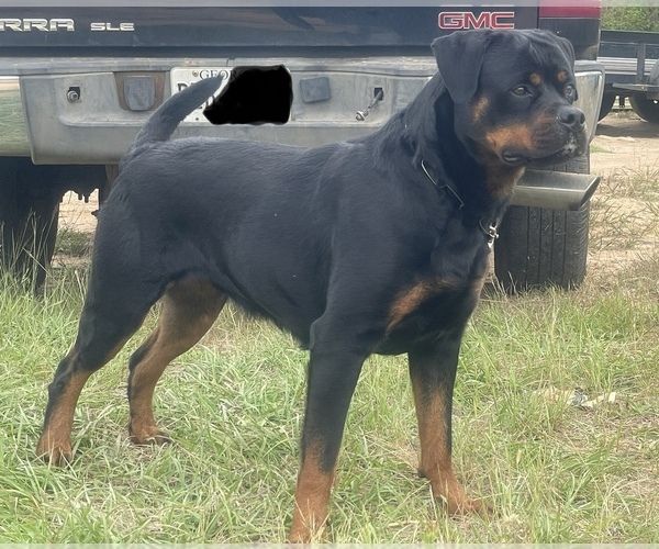 Medium Photo #1  Breeder Profile in RICHLAND, GA, USA