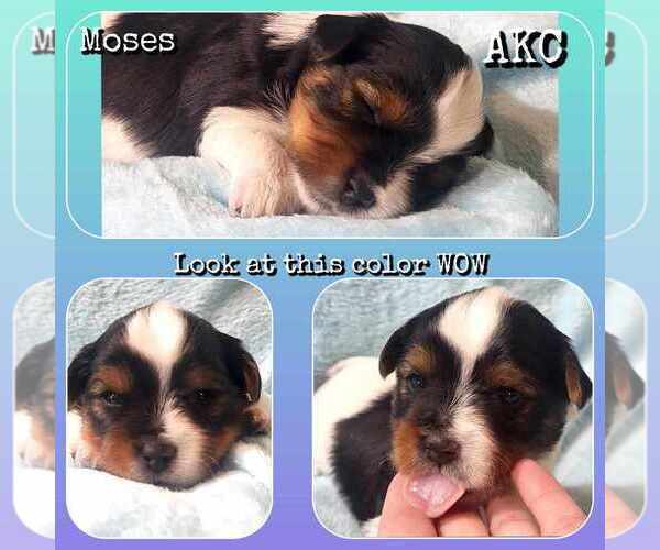 Medium Photo #16  Breeder Profile in FT WORTH, TX, USA