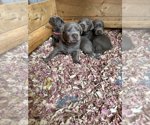 Medium Photo #1  Breeder Profile in ROCKY MOUNT, VA, USA