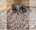 Small breeder photo