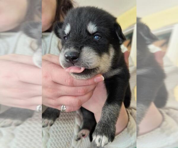 Medium Photo #5  Breeder Profile in MIDDLETOWN, OH, USA