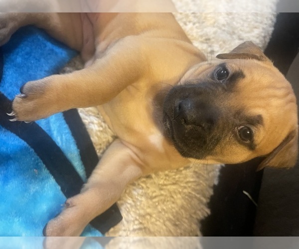 Medium Photo #12  Breeder Profile in CHARLOTTE, NC, USA