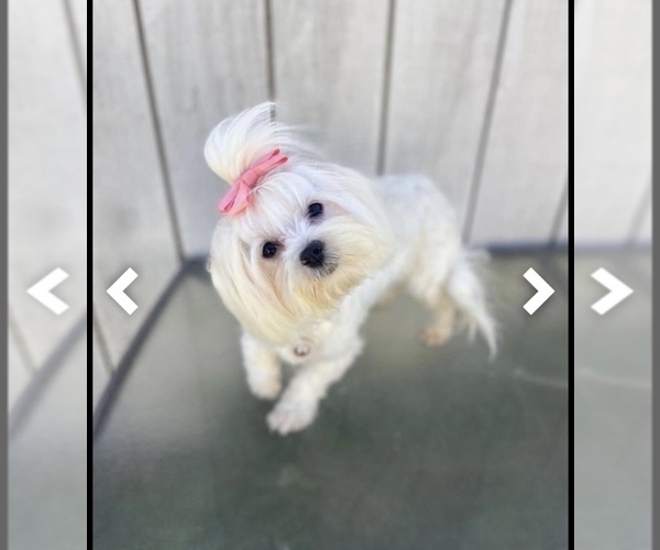 Medium Photo #6  Breeder Profile in RESCUE, CA, USA