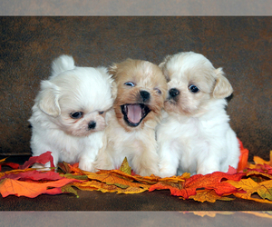 Shih Tzu Dog Breeder near Walworth, NY, USA