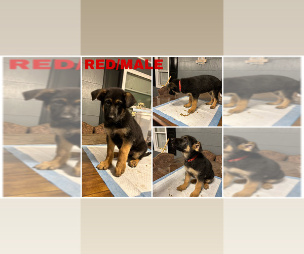 Medium Photo #1  Breeder Profile in ROANOKE RAPIDS, NC, USA