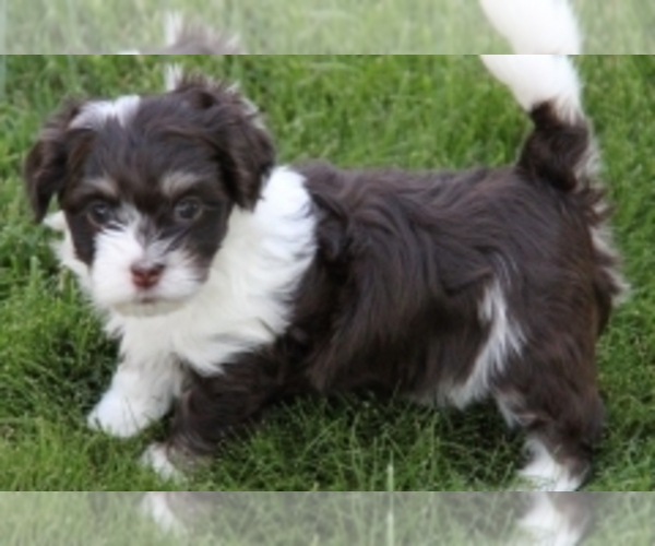 Medium Photo #1  Breeder Profile in BOUNTIFUL, UT, USA